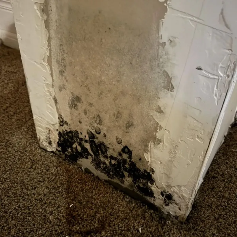 Professional Mold Removal in Jamestown, RI